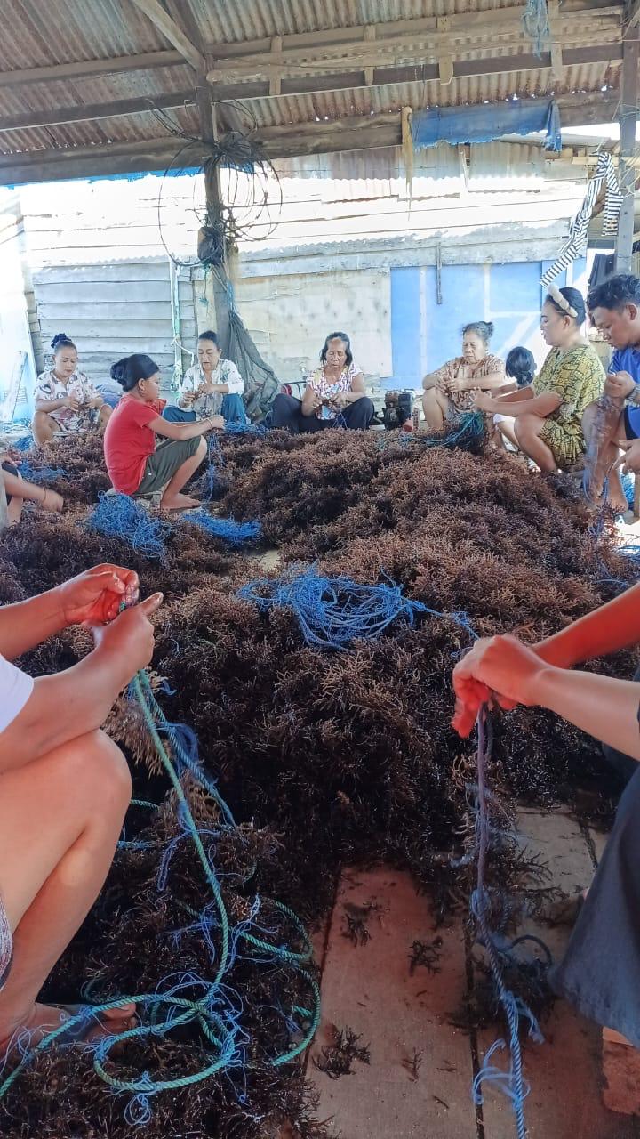 Proses Budidaya Rumput Laut